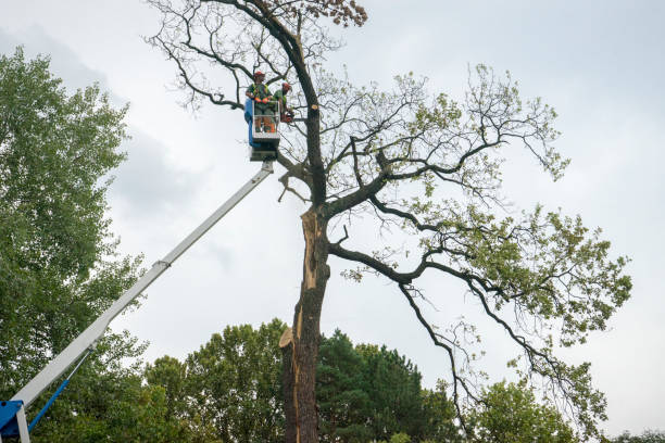 Best Fruit Tree Pruning  in Pablo, MT