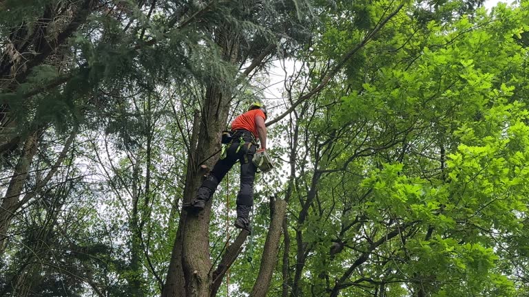 Best Palm Tree Trimming  in Pablo, MT