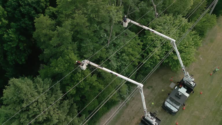  Pablo, MT Tree Removal Pros