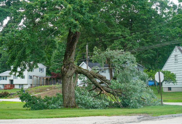 Best Tree Health Inspection  in Pablo, MT