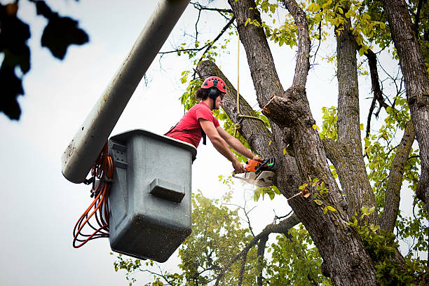 Seasonal Cleanup (Spring/Fall) in Pablo, MT