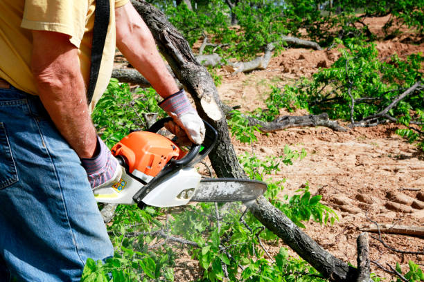 How Our Tree Care Process Works  in  Pablo, MT